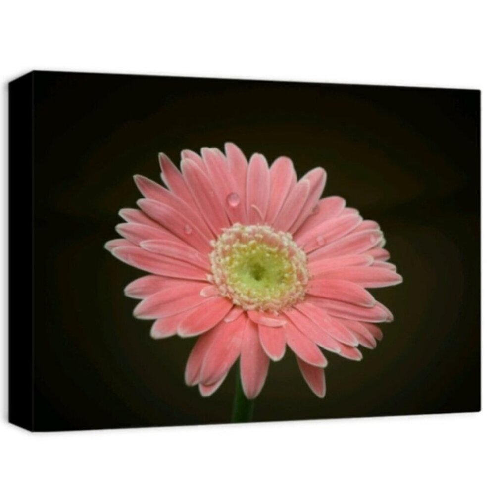 "A Pink Bloom" Mum Photo on Canvas